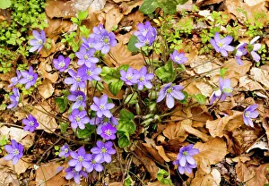 Hepatica: Liverleaf / Hepatica (sometimes called Hepatica