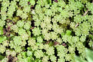 Liverwort: Liverwort