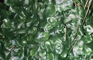 Liverworts: LIVERWORT