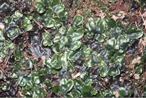 Ardea London: LIVERWORT