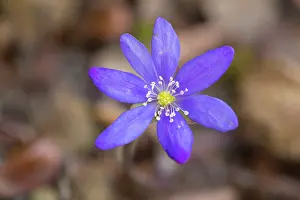 Mecklenburg: Liverwort