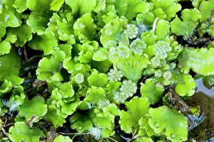 Liverworts: A liverwort - in damp shady place