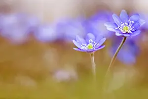 Hepatica: Liverwort, Hepatica Forest Blue'. two flowers to the right
