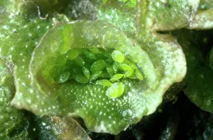 Liverworts: Liverwort - showing Gemma / Gemmae cups