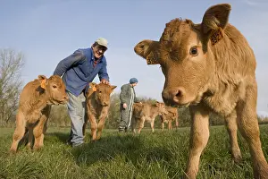 Strains: Livestock and calves limousines in meadow France