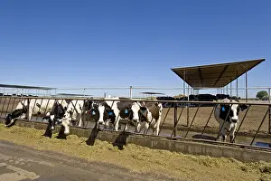 Lanes: Livestock extensive dairy California USA
