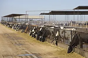 Stalling: Livestock extensive dairy California USA