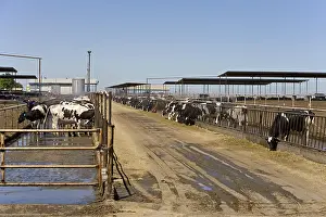 Stalling: Livestock extensive dairy California USA