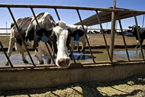 Stalling: Livestock extensive dairy California USA