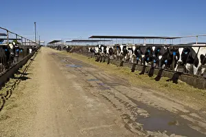 Lanes: Livestock extensive dairy California USA