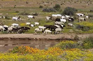 Prosperous: Livestock grazing on flowering pastures Namaqualand