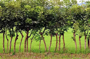Wire: Living fence