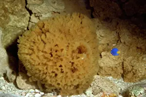 Sponge: LIVING SPONGE