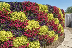 110121: Living wall of Petunias - Norfolk UK