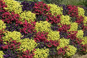 110121: Living wall of Petunias - Norfolk UK