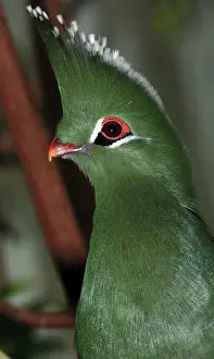 Turacos: Livingstone's Turaco