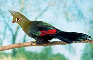 Tauraco: Livingstone's Turaco - perched on branch