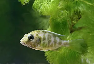 Cichlids: Livingstoni - side view, tropical freshwater