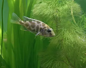 Cichlids: Livingstoni - side view, tropical freshwater