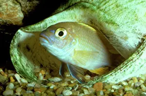 Cichlids: Livingston's Cichlid