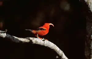 Coccinea: Liwi BIRD -ON BRANCH