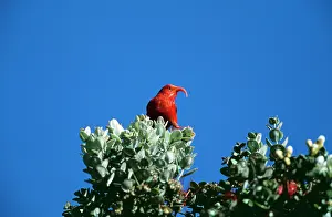 Coccinea: Liwi Bird - in tree canopy