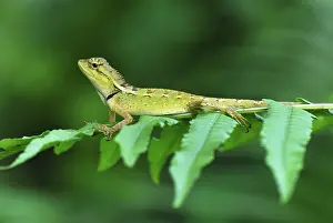 Acanthosaura: Lizard