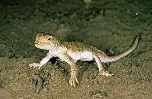 Disturbed: A lizard - disturbed on its feeding territory