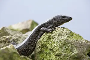 Lizards: Lizard, Dotted Galliwasp, Diploglossus millepunctatus, Malpe