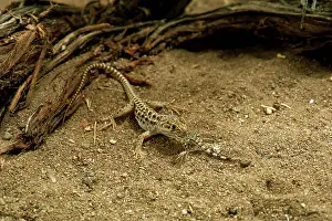 Crotaphytus: Lizard Eating Lizard