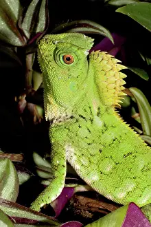 Gonocephalus: Lizard (Gonocephalus chamaeleontinus)