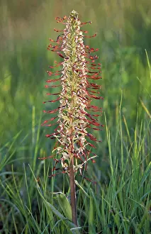 Lizard Orchid