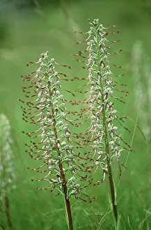Himantoglossum: LIZARD ORCHID