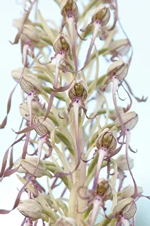 Viroinval: Lizard Orchid