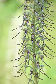 Aveyron: Lizard Orchid