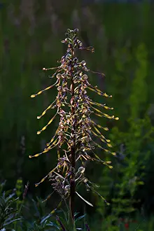 Zeeland: Lizard Orchid