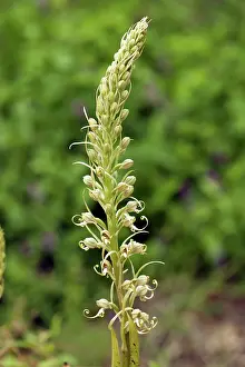 Himantoglossum: Lizard orchid - Close up of flower