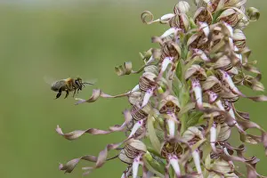 Gather: Lizard orchid (Himantoglossum hircinum), Detail