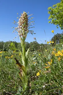 Calcareous: Lizard orchid (Himantoglossum hircinum), Flowers