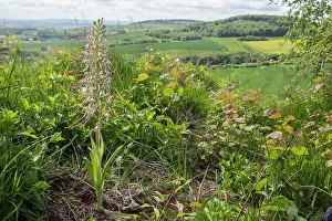 Calcareous: Lizard orchid (Himantoglossum hircinum), Flowers