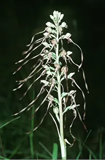 Orchids: LIZARD ORCHID - Rare in UK