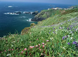 Figs: Lizard Point, CORNWALL - three-cornered leek &