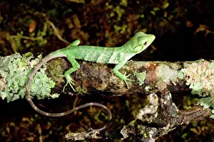 Marmoratus: Lizard (Polychrus marmoratus)
