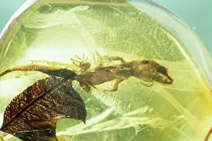 Preserved: Lizard preserved in Amber - 40 million years B.P