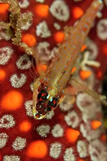 Lea Lee: Lizard Triplefin