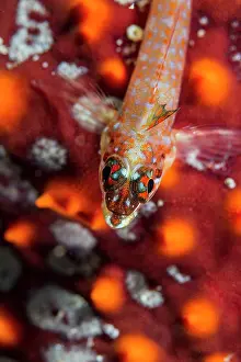 Lea Lee: Lizard Triplefin