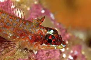 Lea Lee: Lizard Triplefin
