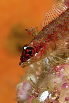Lea Lee: Lizard Triplefin