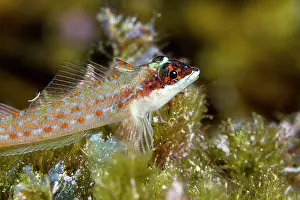 Lea Lee: Lizard Triplefin