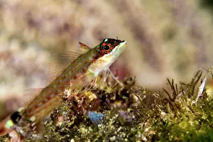 Lea Lee: Lizard Triplefin